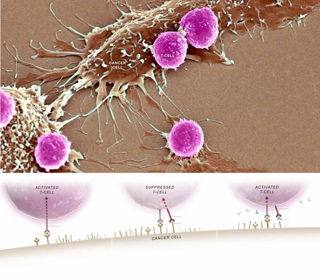 Immuntherapie